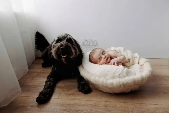 Furry siblings are always welcome in my studio 🥰🐾 
Big brother Bobby was super excited to get his photo taken with his gorgeous new brother Joshua 💙 

This shoot was bought as a voucher from mummy's friends which is such a gorgeous idea for a gift, they made sure dogs were allowed (which of course they are) and we got their voucher sorted! 

If you have a friend who is expecting this summer and you and your friends want to club together and get a really meaningful gift for soon to be mum then please get in touch to arrange your voucher!🥰

Liverpool newborn Photography and baby photographer based in seaforth near Crosby and Waterloo